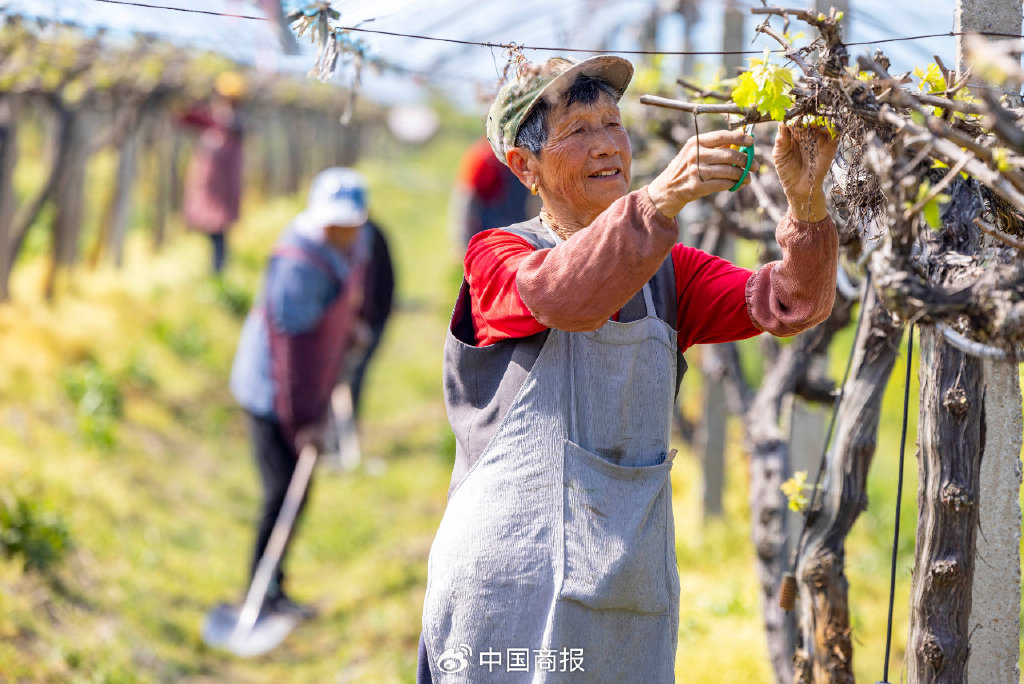 村民在江苏省泰州市姜堰区顾高镇塘桥村天地农业园里劳作。（图片由CNSPHOTO提供）