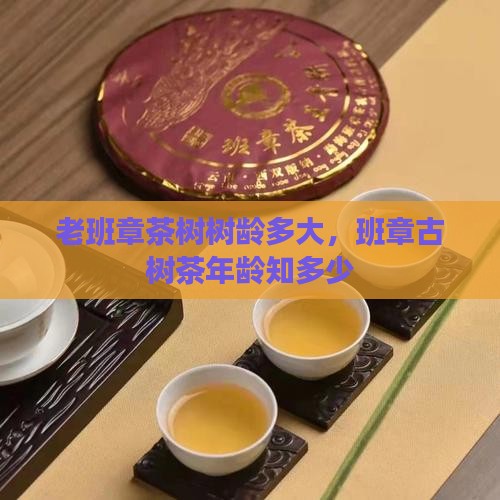 老班章古树茶年龄多大