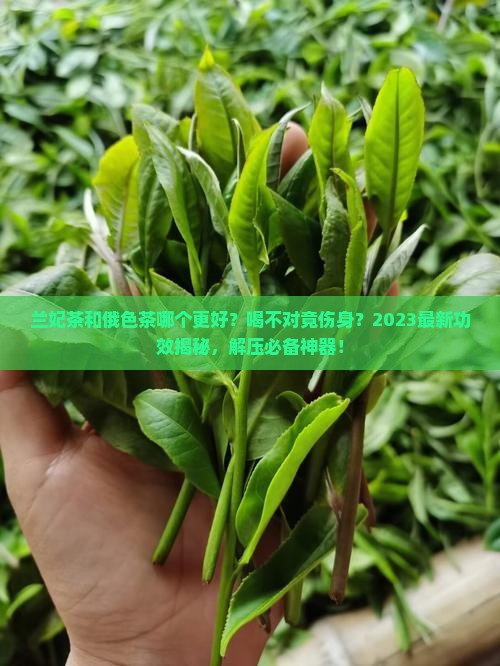 兰妃是什么茶俄色茶有什么功效