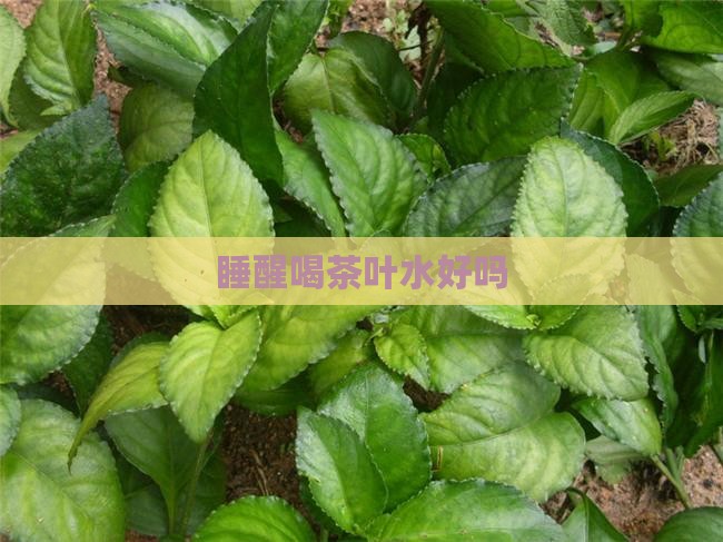 睡醒喝茶叶水好吗