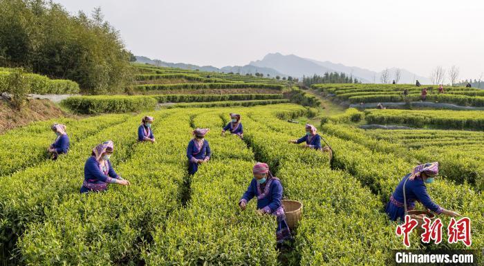 湖南双牌春茶开采    茶旅融合促农增收